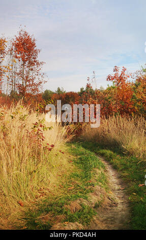 Wanderweg in den Wald im grünen Gras unter hoher Gelb abgedeckt getrocknetes Gras und mehrere Bäume mit orange und rote Blätter unter der blauen rippled Himmel. W Stockfoto