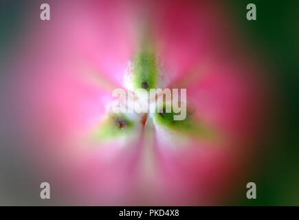 Nahaufnahme eines Lilly flower Stockfoto