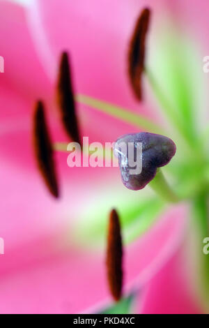Nahaufnahme von einem rosa lilly Stockfoto