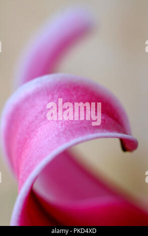 Nahaufnahme von einem rosa lilly Stockfoto