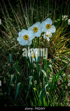 Lisse, Niederlande, Europa, eine gelbe Blume in einem Feld Stockfoto