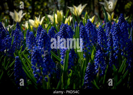 Lisse, Niederlande, Europa, eine Nahaufnahme von einem Blumengarten Stockfoto