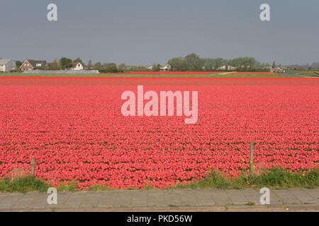 Lisse, Niederlande, Europa, eine rote Blume in einem Feld Stockfoto