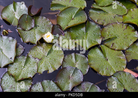 Seerose, (Nymphaeaceae) und lilypads schwimmend auf einem Teich Stockfoto