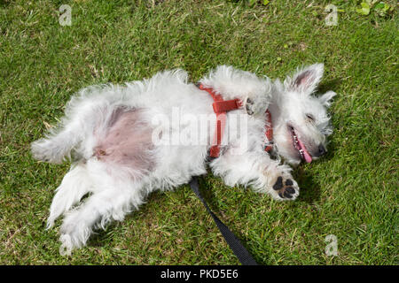 West Highland White Terrier, allgemein als ein Westie bekannt. Rolling um auf dem Rasen spielen. Stockfoto