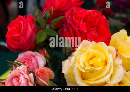 Rot, gelb und rosa Rosen. Während Rose Woche an Sir Thomas und Lady Dixon Park, South Belfast, Nordirland. Stockfoto