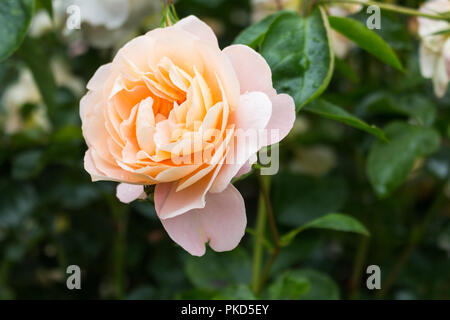 Pfirsichfarbene rose. Während Rose Woche an Sir Thomas und Lady Dixon Park, South Belfast, Nordirland. Stockfoto