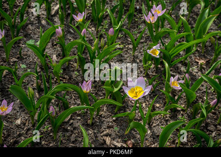 Lisse, Niederlande, Europa, IN DER NÄHE VON FRISCHEM lila Krokusse BLUMEN IM FELD Stockfoto