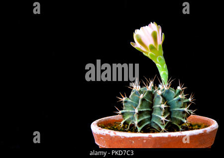 Gymnocalycium mihanovichii Flower auf schwarzem Hintergrund. Stockfoto