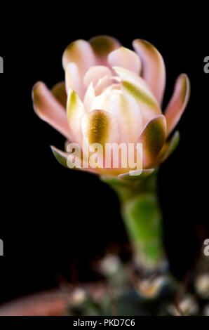 Gymnocalycium mihanovichii Flower auf schwarzem Hintergrund. Stockfoto