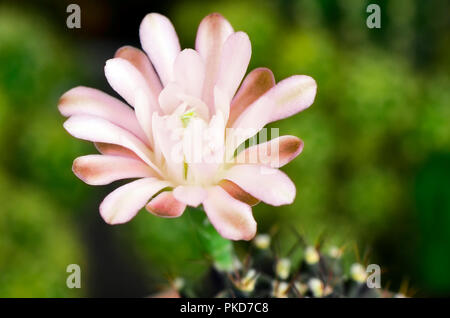 Gymnocalycium mihanovichii Blume auf natürlichen, grünen Hintergrund. Stockfoto