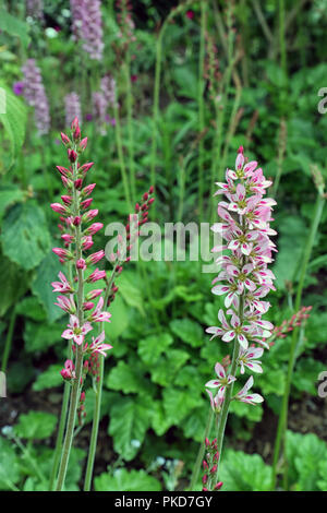 Francoa Sonchifolia Saxifragaceae Stockfoto