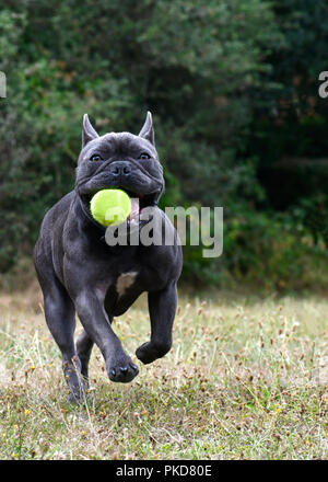 Beeindruckenden blauen Französischen Stier Hund spielerisch auf die Kamera mit dem Ball laufen, croped für Kopie Raum mit Platz für Text Stockfoto