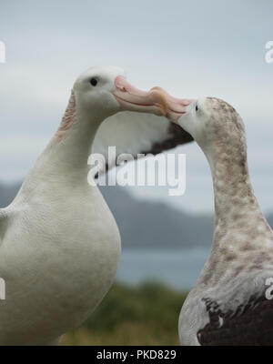 Ein paar der Wanderalbatrosse (Diomedia exulans) umwerben auf Bird Island, South Georgia, Antarktis Stockfoto