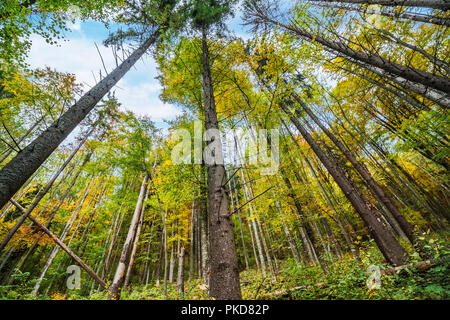 Schöne Herbst Wald in den Bergen. Ansicht von unten. Stockfoto
