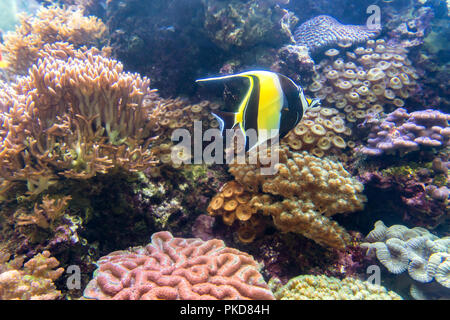 Wunderbare und schöne Unterwasserwelt mit Korallen und tropischen Fischen. Stockfoto