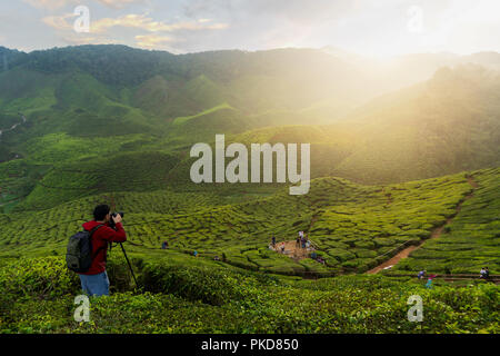 Jungen asiatischen Fotograf in Kaffee Felder mit Nebel zu reisen. Junger Mann Reisender ein Foto von bergtee Feld nehmen mit Nebel, genießen Kaffee plantatio Stockfoto