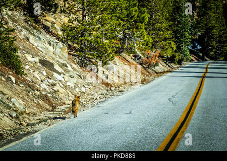 Kalifornien Senke Coyote im Yosemite National Park, Kalifornien Stockfoto