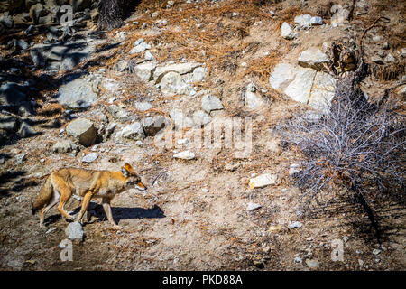 Kalifornien Senke Coyote im Yosemite National Park, Kalifornien Stockfoto