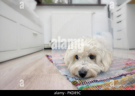 Traurig Malteser Hund mit Kunststoff elisabethanischen (Buster) Stellring Stockfoto