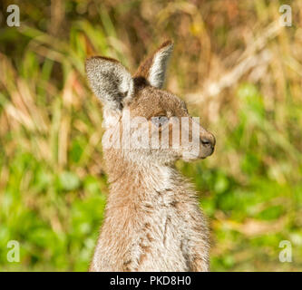 Nahaufnahme des Gesichts der jungen Eastern Grey kangaroo gegen den Hintergrund der grünen Laub an überfüllt Bay National Park NSW Stockfoto