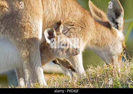 Baby joey Eastern Grey Kangaroo, Macropus giganteus, Peering aus der Tasche zwischen die Beine seiner Moher im Wilden in NSW Australien Stockfoto