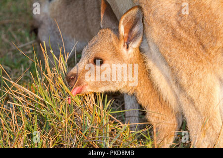 Baby joey Eastern Grey Kangaroo, Macropus giganteus, lehnte sich aus Tasche zwischen die Beine seiner Moher mit Zunge lecken Gras in NSW Australien Stockfoto