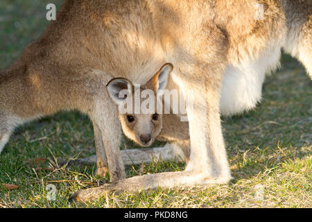 Baby joey Eastern Grey Kangaroo, Macropus giganteus, Peering aus der Tasche zwischen die Beine&seine mohter starrte auf Kamera - in NSW Australien Stockfoto
