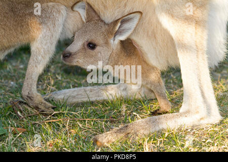Baby joey Eastern Grey Kangaroo, Macropus giganteus, Peering aus der Tasche zwischen die Beine seiner Moher im Wilden in NSW Australien Stockfoto