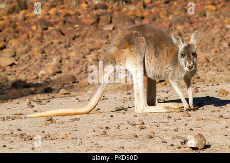 Red Kangaroo, Macropus Rufus, auf kargen rote Seele des australischen Outback bei Dürre, starrte auf Kamera, an Culgoa Auen Nationalpark, Queensland Stockfoto