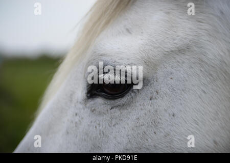 Das Auge von einem weißen Pferd. Stockfoto