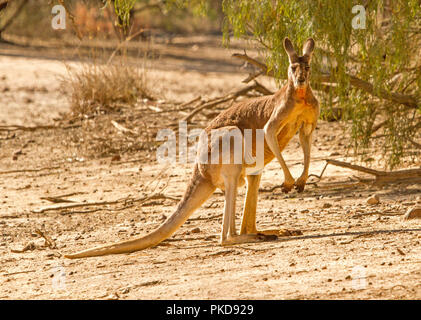 Männliche ed Kangaroo, Macropus Rufus, auf kargen rote Seele des australischen Outback bei Dürre, starrte auf Kamera, an Culgoa Auen Nationalpark, Queensland Stockfoto