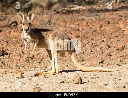 Red Kangaroo, Macropus Rufus, auf kargen rote Seele des australischen Outback bei Dürre, starrte auf Kamera, an Culgoa Auen Nationalpark, Queensland Stockfoto