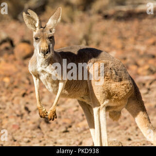 Red Kangaroo, Macropus Rufus, auf kargen rote Seele des australischen Outback bei Dürre, starrte auf Kamera, an Culgoa Auen Nationalpark, Queensland Stockfoto