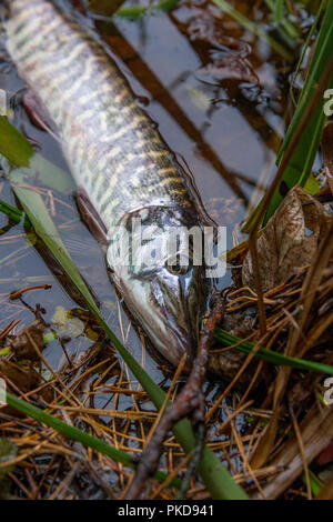 Süßwasser Hecht Fische kennen als Esox lucius im Wasser. Angeln Konzept, Catch and Release - kleine Süßwasser hecht Fisch erhielt eine Freiheit. Stockfoto