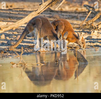 Paar rote Kängurus, Macropus Rufus, Trinken & im ruhigen Wasser der Bucht während der Dürre im Outback Australien wider Stockfoto