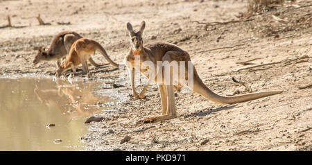 Panoramablick auf Rote Riesenkängurus, großen männlichen Neben outback Wasserloch an Kamera starrt und zwei trinken aus schlammiges Wasser während der australischen Dürre Stockfoto