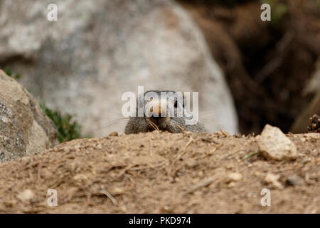 Ein Murmeltier (Marmotta marmotta) bleiben in seinem Hoheitsgebiet, Les Angles Animal Park, Capcir, Frankreich. Stockfoto