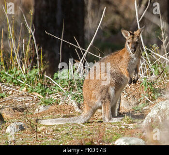 Weibliche Australian red-necked Wallaby, Macropus rufogriseus in der Wildnis im warrumbungle National Park NSW Stockfoto