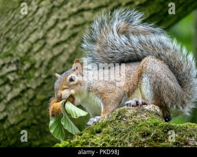 Ein graues Eichhörnchen sammeln Bucheckern auf einen Baum in einem Park in Manchester, Großbritannien Stockfoto