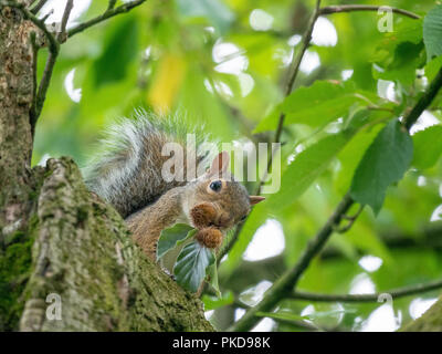 Ein graues Eichhörnchen sammeln Bucheckern auf einen Baum in einem Park in Manchester, Großbritannien Stockfoto