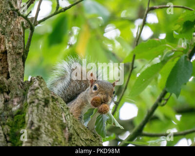 Ein graues Eichhörnchen sammeln Bucheckern auf einen Baum in einem Park in Manchester, Großbritannien Stockfoto