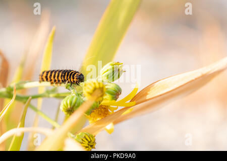 Bunte Nahaufnahme von einem schwarz gelb gestreift Caterpillar zwischen den Blumen und Pflanzen Stockfoto