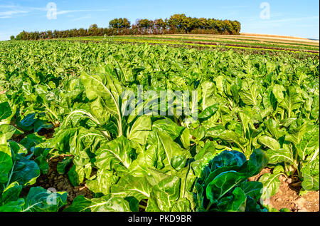 Der ökologische Landbau in Deutschland - Feld mit langen Reihen von Mangold Pflanzen. Stockfoto