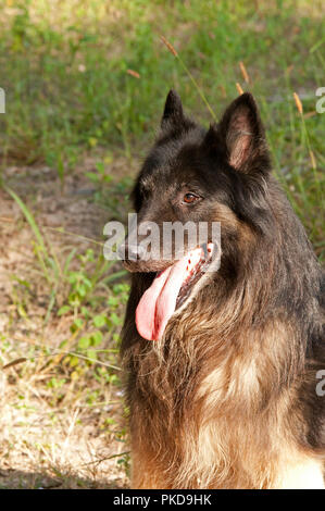 Belgische Schäferhund - Tervuren (Canis familiaris) Portrait Stockfoto