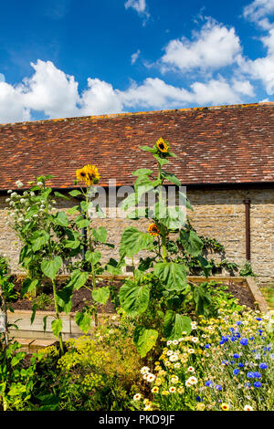 Angehobenen Betten voller Blumen und Gemüse in der Küche Garten der Galerie Hauser & Wirth, Durslade Farm, Bruton, Somerset, England, Großbritannien Stockfoto