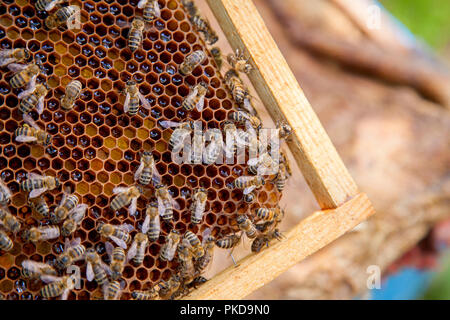 Nahaufnahme der Arbeitsbienen auf der Wabe. Biene Honig in der schönen gelben Wabe gerade aus dem Bienenstock genommen gesammelt. Stockfoto