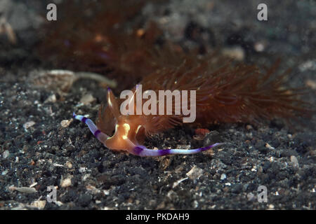 Nacktschnecke Pteraeolidia semperi Komplex. Bild wurde in Lembeh, Indonesien Stockfoto