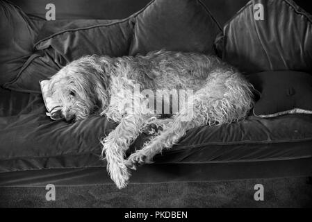 Athos die sanfte Griffon dösen auf dem Sofa Stockfoto