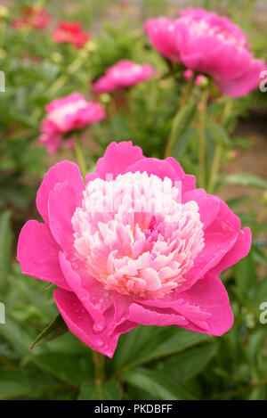 Nahaufnahme der chinesischen Pfingstrose, Gartenpeonie 'Santa Fe', Paeonia lactiflora 'Santa Fe' Blume Stockfoto